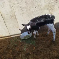 گوساله نر 20 روزه