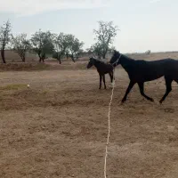 اسب مادیان|اسب و تجهیزات اسبسواری|محمدیه-قزوین, |دیوار