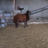 بره قوچ همو|حیوانات مزرعه|سبزوار, رباط|دیوار