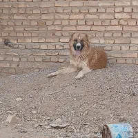 واگذار سگ|سگ|مهریز, |دیوار