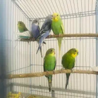 یک جفت مرغ عشق و پنج جوجه بالغ