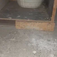 کفتر دونه ای ۲۰۰|پرنده|رباط‌کریم, رباط‌کریم|دیوار