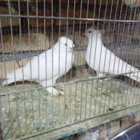 کفتر رنگ پرشی بار جدید شهرستان