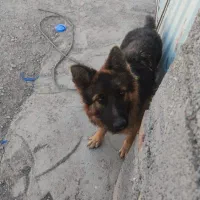 سگ ماده 9ماهه ژرمن خرگوشی شیب استاندارد|سگ|نگار, |دیوار