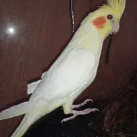 یک جفت عروس هلندی سخنگو