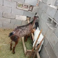بز نژاد دار