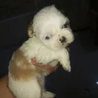 سگ سیدزو|سگ|اهواز, کیانپارس |دیوار