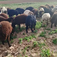 کاور نر گوشتی