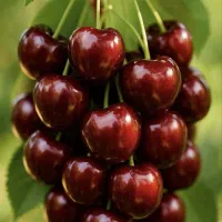 فروش نهال در نهالستان بزرگ آذربایجان