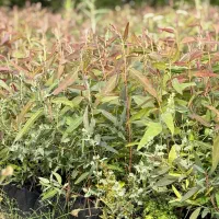 نهال آکالیپتوس یکساله مخصوص چوب ۱۵ هزارتومان