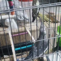 عروس هلندی مولد|پرنده|همدان, |دیوار