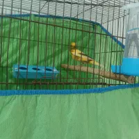 قناری نر ابلق پرتقالی|پرنده|آمل, |دیوار