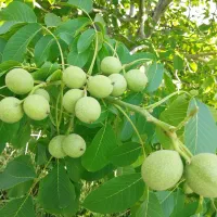 تولید نهال گردو|گل و گیاه طبیعی|شیراز, رکن‌آباد|دیوار