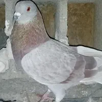 کبوتر|پرنده|کوهرنگ, |دیوار