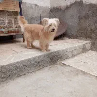 شیتزو|سگ|مشهد, طبرسی شمالی|دیوار