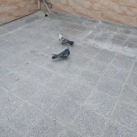 کبوتر اصفهانی|پرنده|برخوار, |دیوار