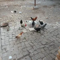 ۸عددمرغ عربی دوعددخروس عربی