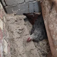 فروش فوری مرغ و خروس