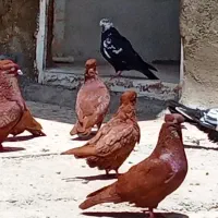 سرخ نمایشی
