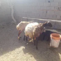 گوسفند ماده خوب