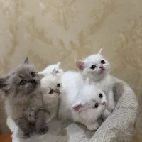 گربه بریتیش پرشین