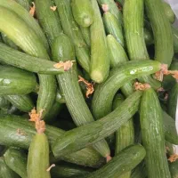 خیار. کدو بادمجان عمده
