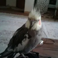 گمشده|حیوانات|اصفهان, بهارستان|دیوار