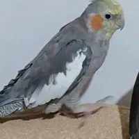 عروس هلندی گمشده