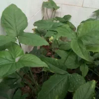 گلهای اپارتمانی در بی بیان بزرگ|گل و گیاه طبیعی|مسجد سلیمان, |دیوار