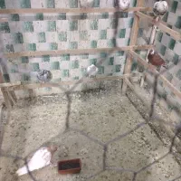 همه حیوون خوب|پرنده|شاهدشهر, |دیوار