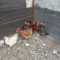 مرغ محلی به همراه خروس