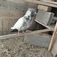 نر کله دم سبز پرش سنگین