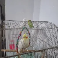 لوتینو ماده رام و دستی اواز خوان.یک جفت مرغ عشق