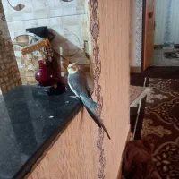 پرنده|پرنده|نورآباد ممسنی, |دیوار