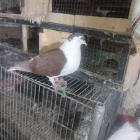 کفتر ماده ساده افغان|پرنده|سراوان, |دیوار