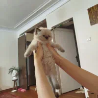 بچه گربه خاص|گربه|تهران, جوادیه تهرانپارس|دیوار