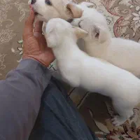 سگ ۲ ماهه پامراشمیتس بفروش می رسد