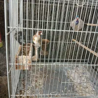 سلام یک جفت سهره رام به شرط