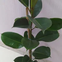 فیکوس سبز فقط 150