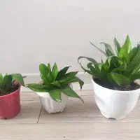 گندمی و سانسوریا و قاشقی و آلوورا و اشک تمساح