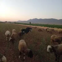 30راس میش داشتی