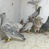 کفتر  سبزوار