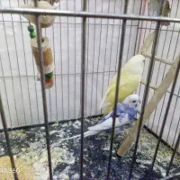 مناسب|پرنده|فردوس (خراسان), |دیوار