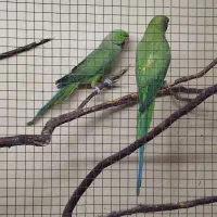 یک جفت ملنگو و هفت عدد عروس هلندی|پرنده|خسروشاه, |دیوار