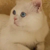 گربه نر بریتیش پرشین شناسنامه دار