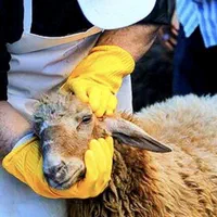 50٪تخفیف تاآخرهفته/تنظیم بازار*گوسفند زنده/خونی