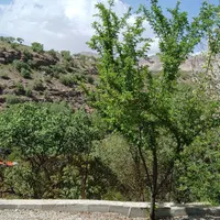 اجاره کوتاه مدت خانه ویلایی مستقل