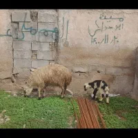 بره نر وماده گوسفند بز