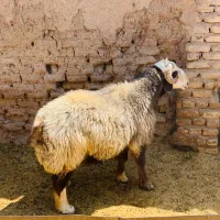 قوچ|حیوانات مزرعه|سیرجان, |دیوار