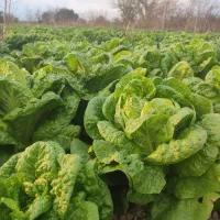 فروش کلی کاهو پیچ درجه یک